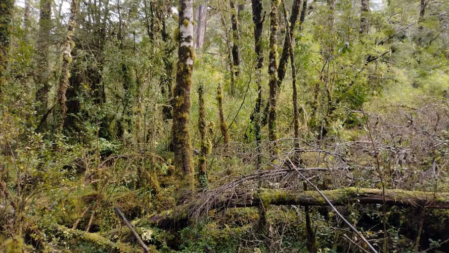 Predio de 5 hectáreas en Río Cóndor - Puerto Aysén - Región de Aysén