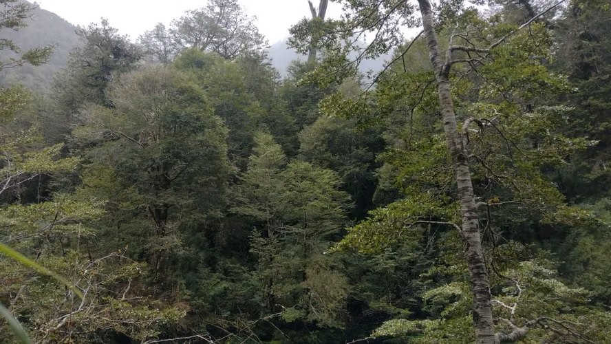Predio de 5 hectáreas en Río Cóndor - Puerto Aysén - Región de Aysén