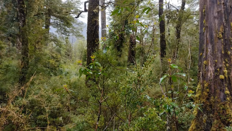 Predio de 5 hectáreas en Río Cóndor - Puerto Aysén - Región de Aysén
