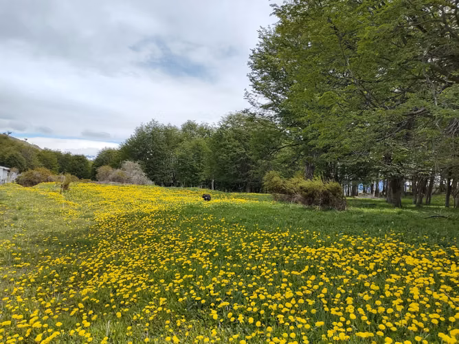 Parcelas de 1 hectárea en sector Bajada Ibáñez - Río Ibáñez - Región de Aysén