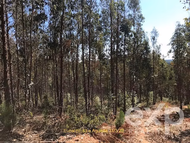 Terreno Construccion en venta en Constitución