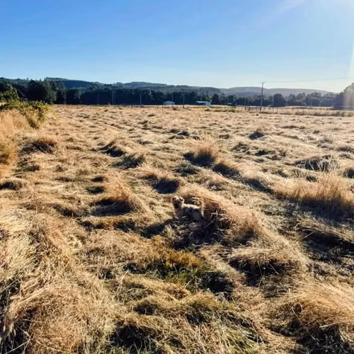 Se vende  parcela de 5000.-plana en Chancoyan.  A 20 minutos de la entrada de Vald.