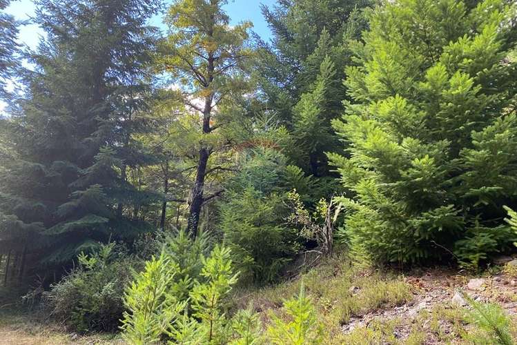 Terreno en venta palguin pucón - Imagen 4