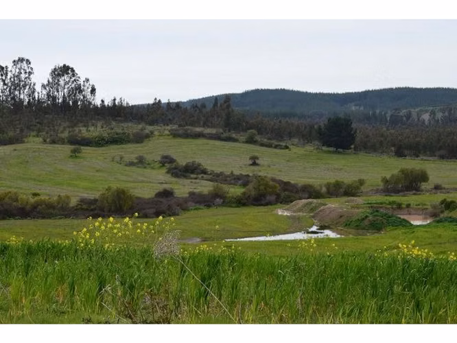 EXCELENTE!! Últimas Parcelas de 5.000 m2 con Rol Propio en "Lomas del Sauce", Litueche