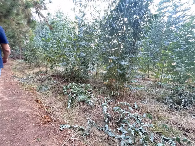Parcela de Agrado camino a Pelarco