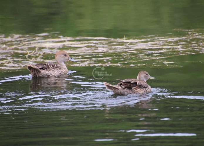 Sitio y Domo en parque El Buchen.Visítelo - Imagen 20