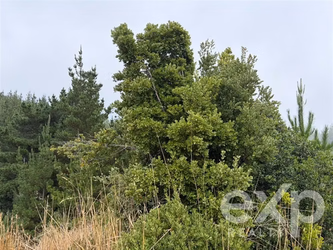 Vende Parcela 5104m2 en Pichilemu