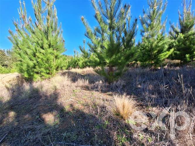 Vende Parcela 5104m2 en Pichilemu
