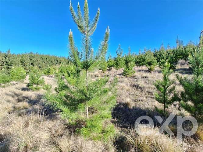 Vende Parcela 5104m2 en Pichilemu