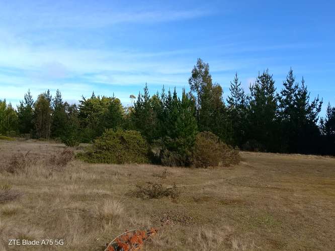 Parcela en Venta en bosque a 10 minutos de playa Puertecillo- Tumán