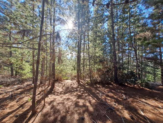 Parcela en Venta en bosque a 10 minutos de playa Puertecillo- Tumán