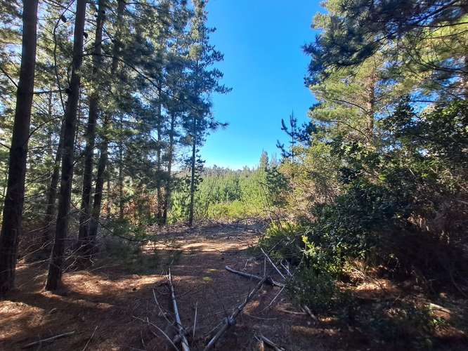 Parcela en Venta en bosque a 10 minutos de playa Puertecillo- Tumán