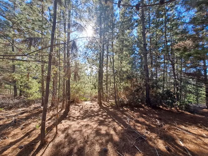 Parcela en Venta en bosque a 10 minutos de playa Puertecillo- Tumán.