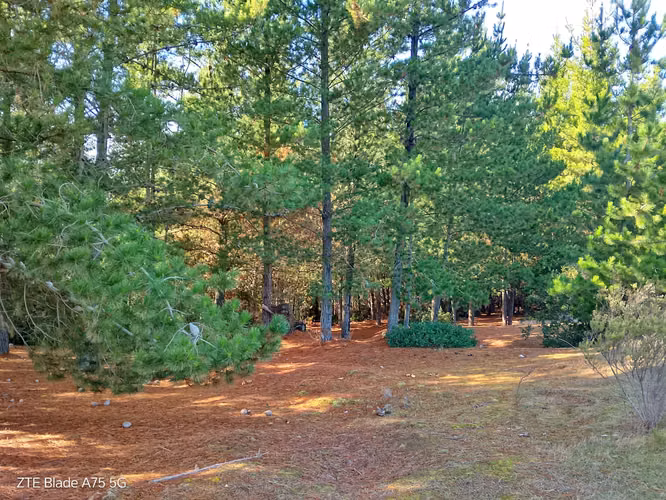 Parcela en Venta en bosque a 10 minutos de playa Puertecillo- Tumán