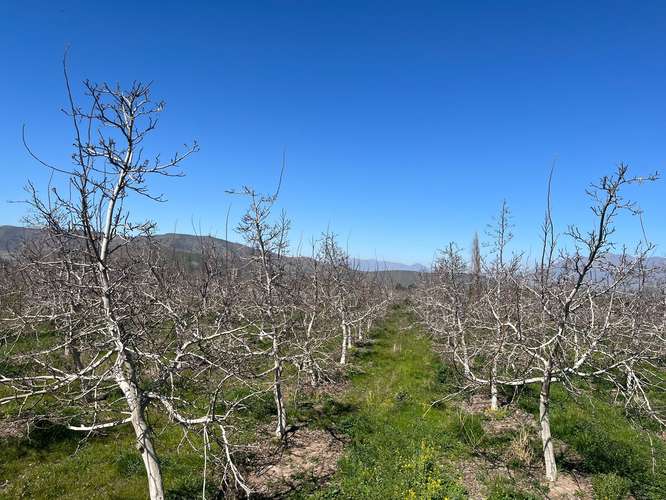 Terreno agrícola en venta - Quebrada Herrera, Putaendo