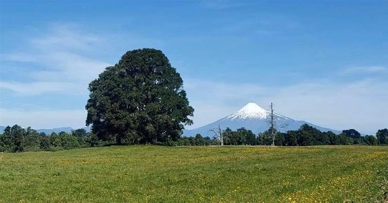 Parcelas en Frutillar, bosques y praderas. Financiamiento