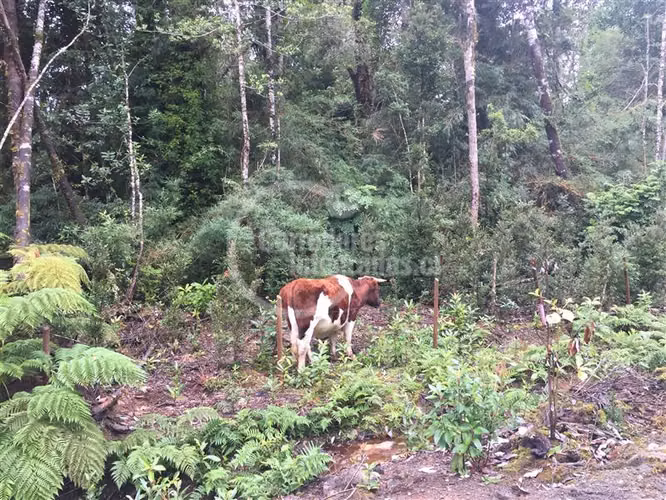 Parcela en venta en Puerto Varas