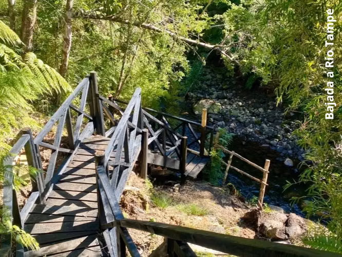 PARCELA 5100 M2 ROL PROPIO, CON BOSQUE NATIVO, PUERTO VARAS