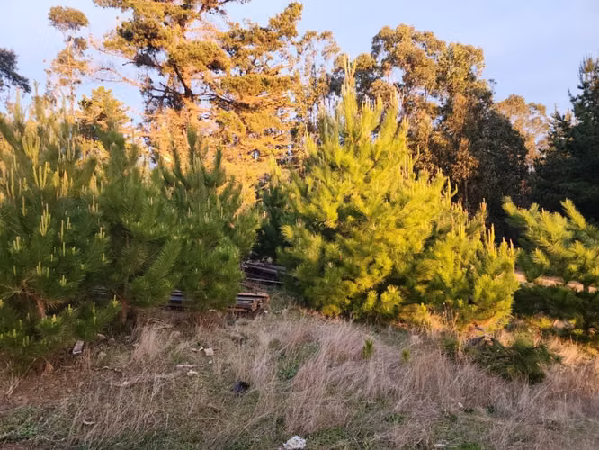 Terreno Sector El Molino, Pichilemu