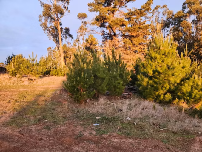 Terreno Sector El Molino, Pichilemu