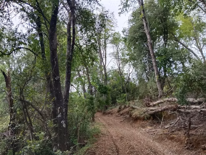 Venta en la Placeta, precordillera, camino a siete tazas