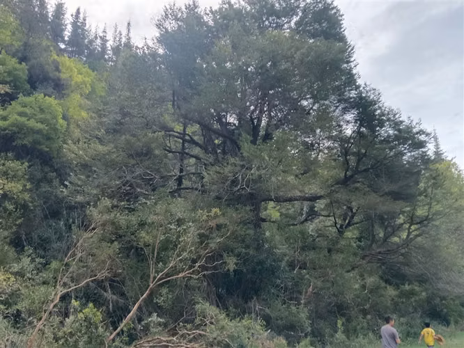 Venta en la Placeta, precordillera, camino a siete tazas