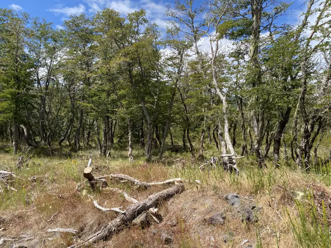 EN VENTA HERMOSAS PARCELAS 5000M2 MALALCAHUELLO