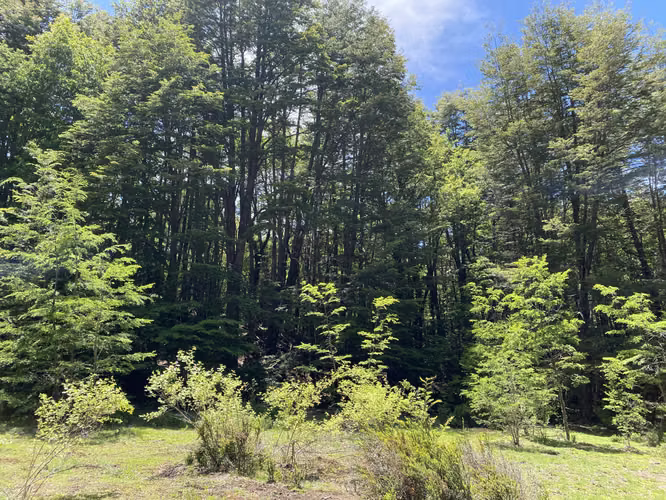 EN VENTA HERMOSAS PARCELAS 5000M2 MALALCAHUELLO
