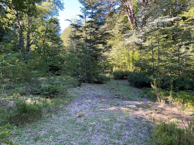 EN VENTA HERMOSAS PARCELAS 5000M2 MALALCAHUELLO