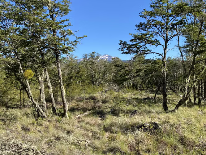 EN VENTA HERMOSAS PARCELAS 5000M2 MALALCAHUELLO