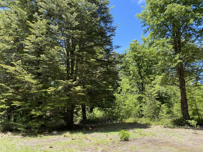 SE VENDEN HERMOSOS TERRENOS 5000M2 MALALCAHUELLO