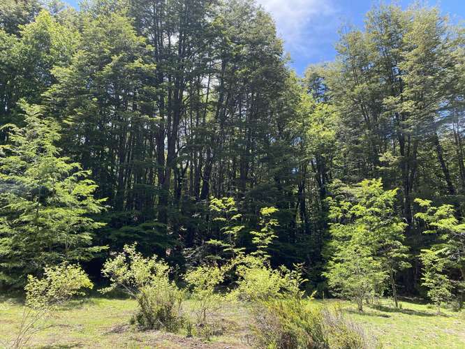 SE VENDEN HERMOSOS TERRENOS 5000M2 MALALCAHUELLO