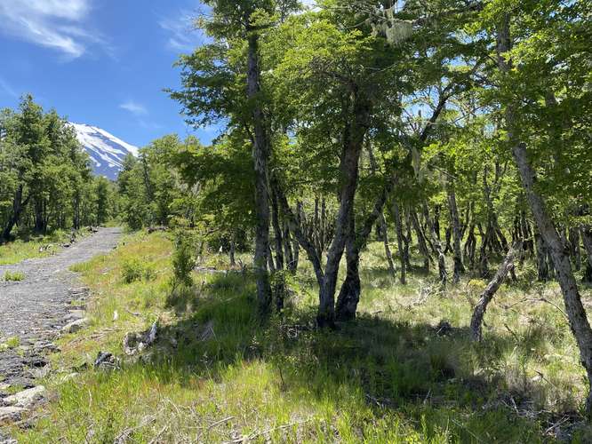 EN VENTA HERMOSAS PARCELAS 5000M2 MALALCAHUELLO - Imagen 27