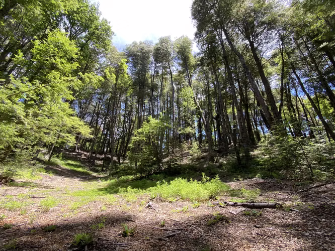 EN VENTA HERMOSAS PARCELAS 5000M2 MALALCAHUELLO