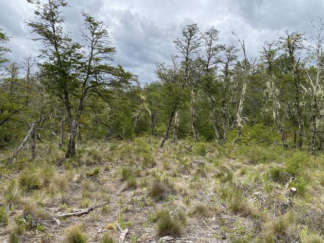 EN VENTA HERMOSAS PARCELAS 5000M2 MALALCAHUELLO - Imagen 22