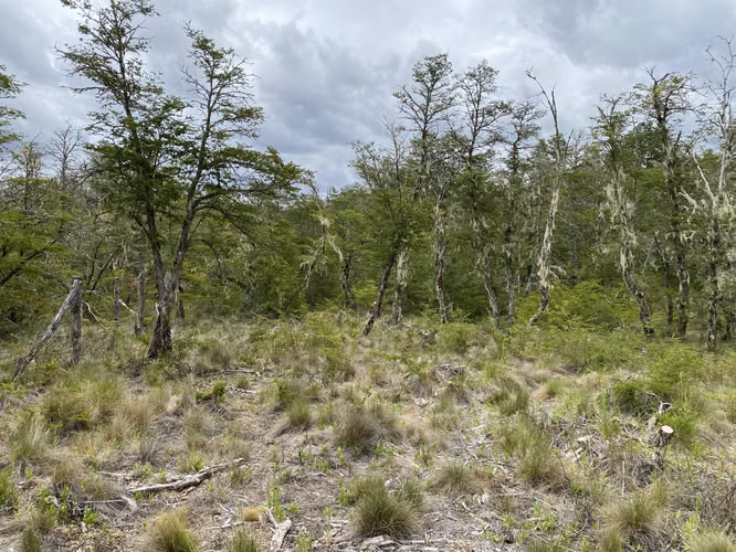 EN VENTA HERMOSAS PARCELAS 5000M2 MALALCAHUELLO