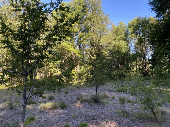 EN VENTA HERMOSAS PARCELAS 5000M2 MALALCAHUELLO