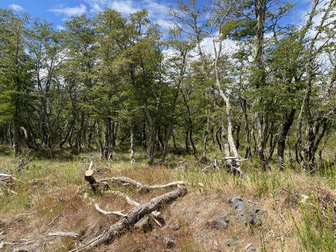 SE VENDEN HERMOSOS TERRENOS 5000M2 MALALCAHUELLO