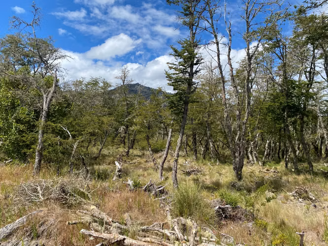 EN VENTA HERMOSAS PARCELAS 5000M2 MALALCAHUELLO