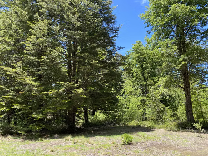 EN VENTA HERMOSAS PARCELAS 5000M2 MALALCAHUELLO