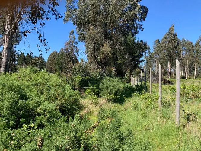 REBAJAMOS HERMOSA PARCELA  A METROS DEL RÍO TOLTÉN
