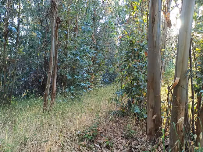 PROPIEDAD AGRÍCOLA EN VENTA, CAMPO DE 19,39 HA - RÍO CLARO