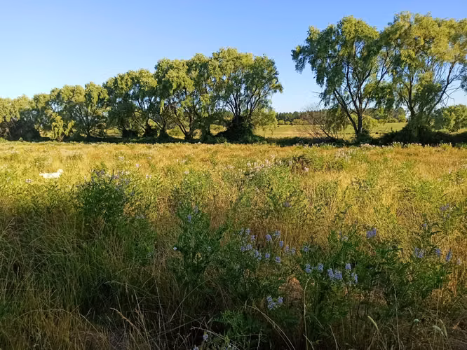 PROPIEDAD AGRÍCOLA EN VENTA, CAMPO DE 19,39 HA - RÍO CLARO