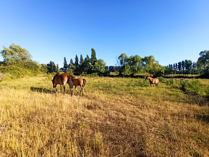 CAMPO AGRÍCOLA EN VENTA, PROPIEDAD DE 19,39 HA - RÍO CLARO