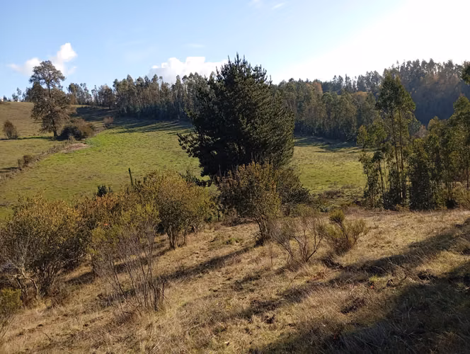 VENTA CAMPO EN NUEVA IMPERIAL, SECTOR QUILAMANZANOS - Imagen 1
