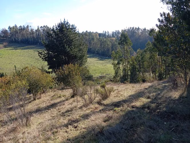 VENTA CAMPO EN NUEVA IMPERIAL, SECTOR QUILAMANZANOS - Imagen 14