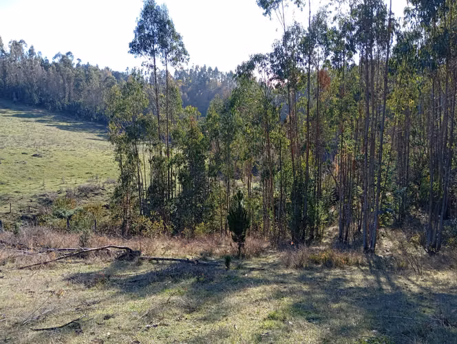 VENTA CAMPO EN NUEVA IMPERIAL, SECTOR QUILAMANZANOS - Imagen 11