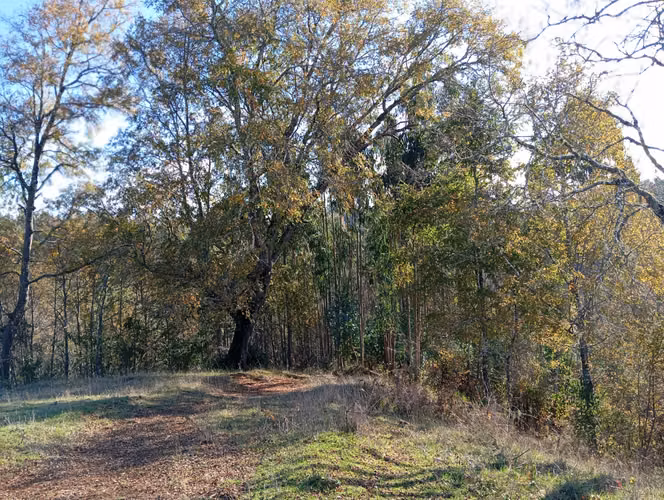 VENTA CAMPO EN NUEVA IMPERIAL, SECTOR QUILAMANZANOS - Imagen 20