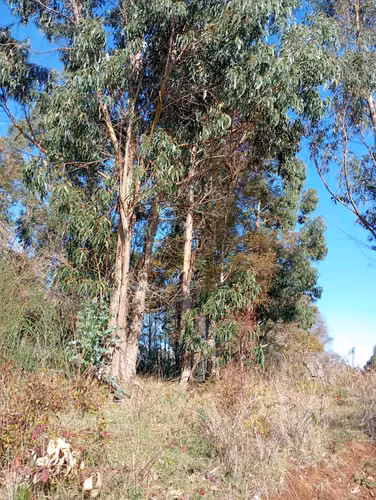 VENTA CAMPO EN NUEVA IMPERIAL, SECTOR QUILAMANZANOS - Imagen 25