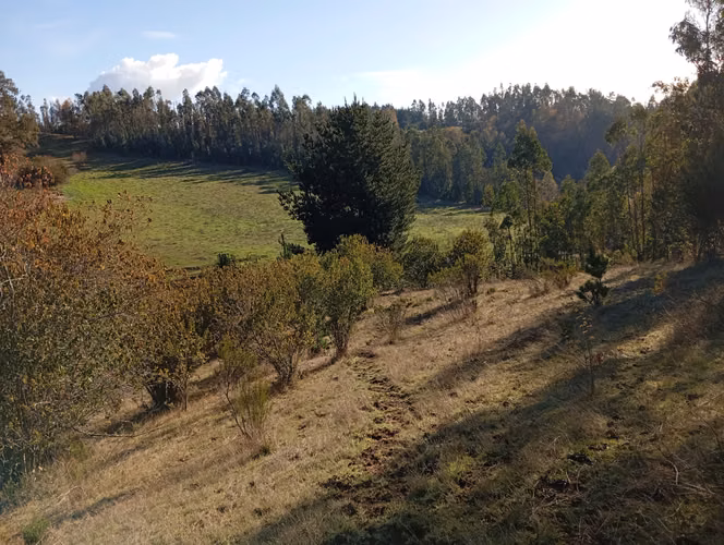 VENTA CAMPO EN NUEVA IMPERIAL, SECTOR QUILAMANZANOS - Imagen 17